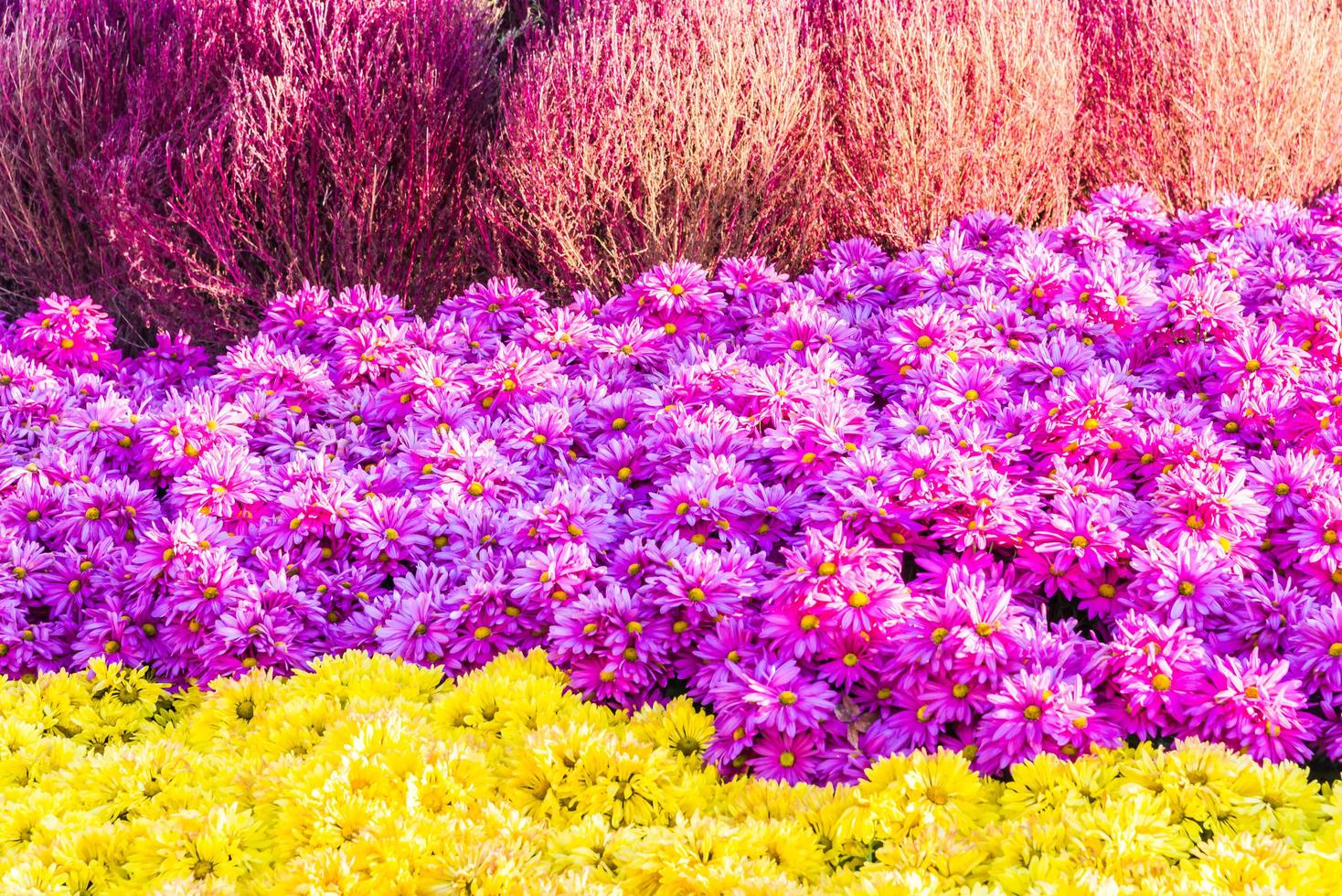 Beautiful flowers in the park photo