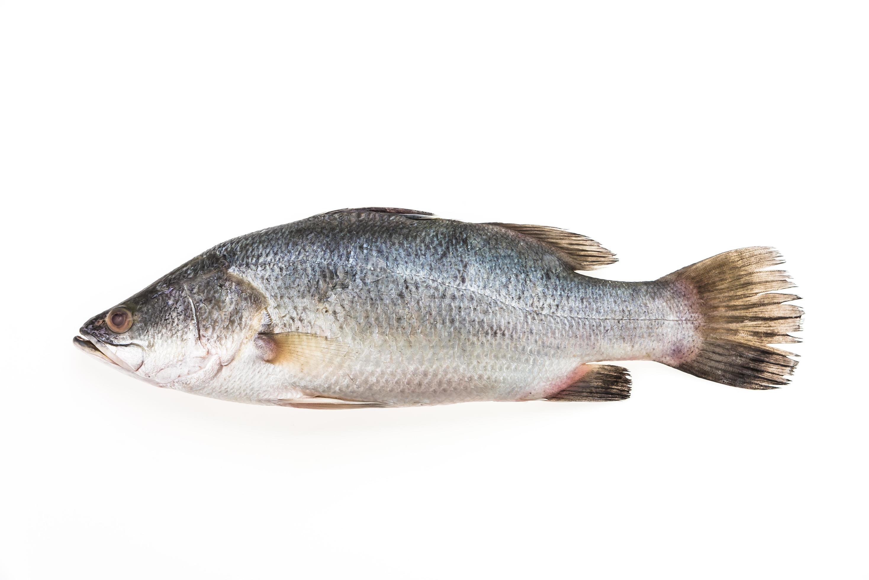 Sea bass fish 2258803 Stock Photo at Vecteezy