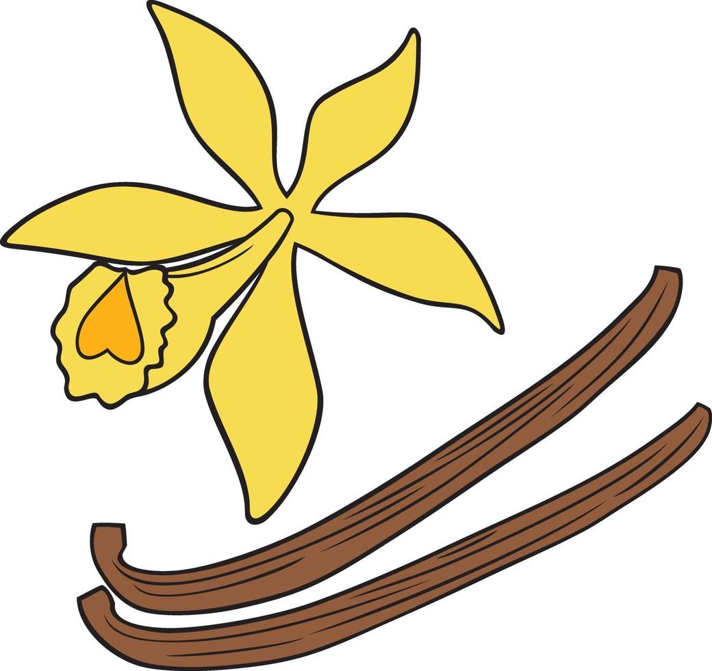 vanilla flower and sticks vector