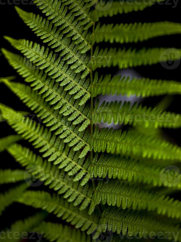 Wild growing ferns in the forest photo