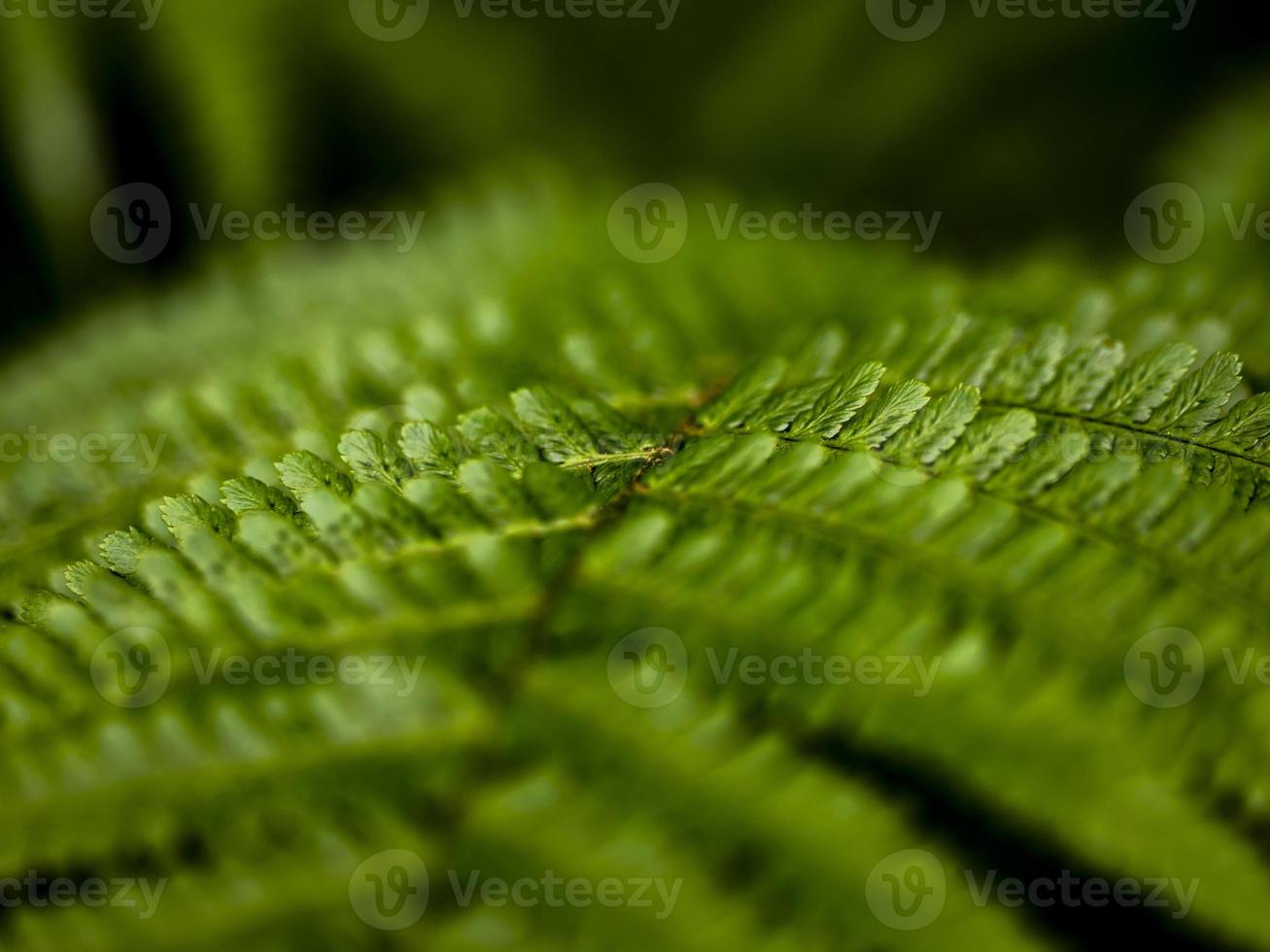 Wild growing ferns in the forest photo