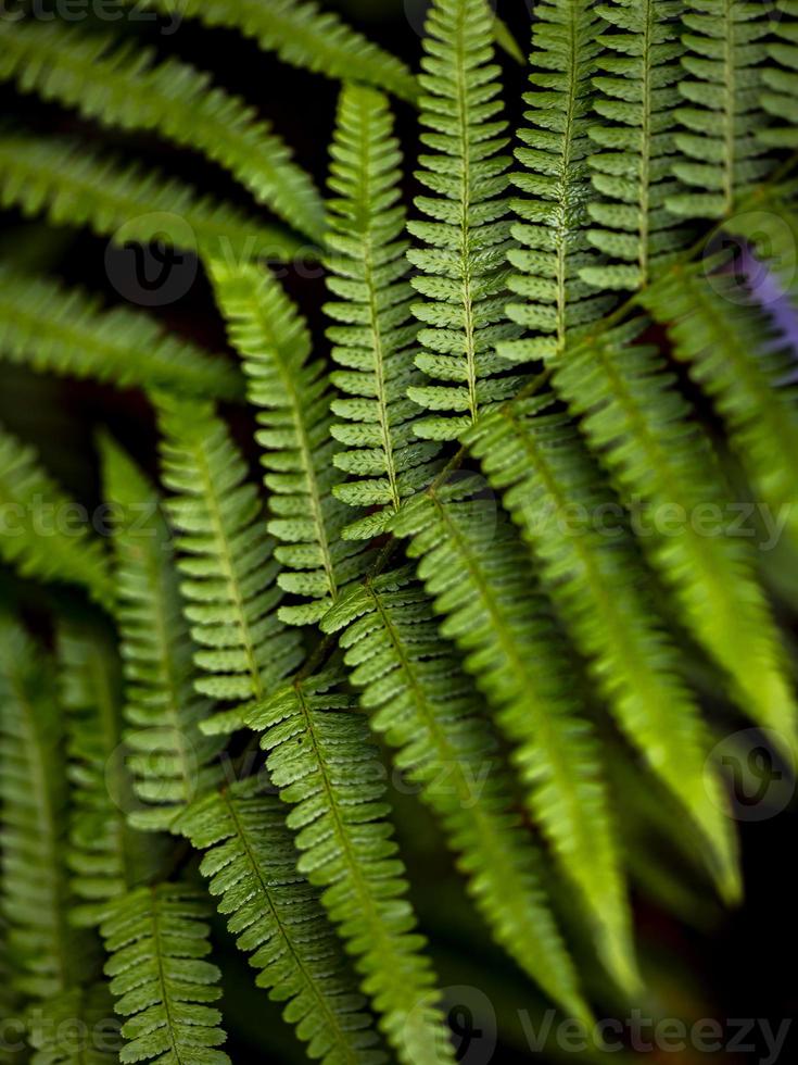 Wild growing ferns in the forest photo