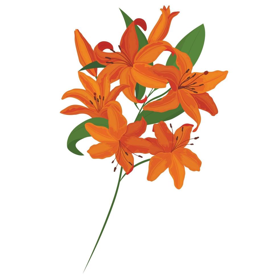 Vector bouquet. Orange lilies. Vector set of flower elements. A colorful image.