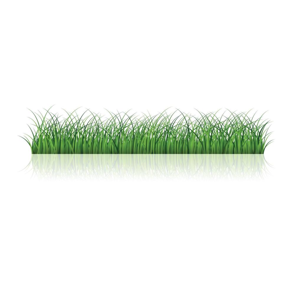 Fragment of a beautiful green grass  isolated on a white, Vector illustration