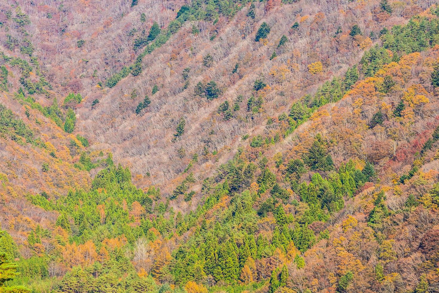 hermoso paisaje con arces en otoño foto