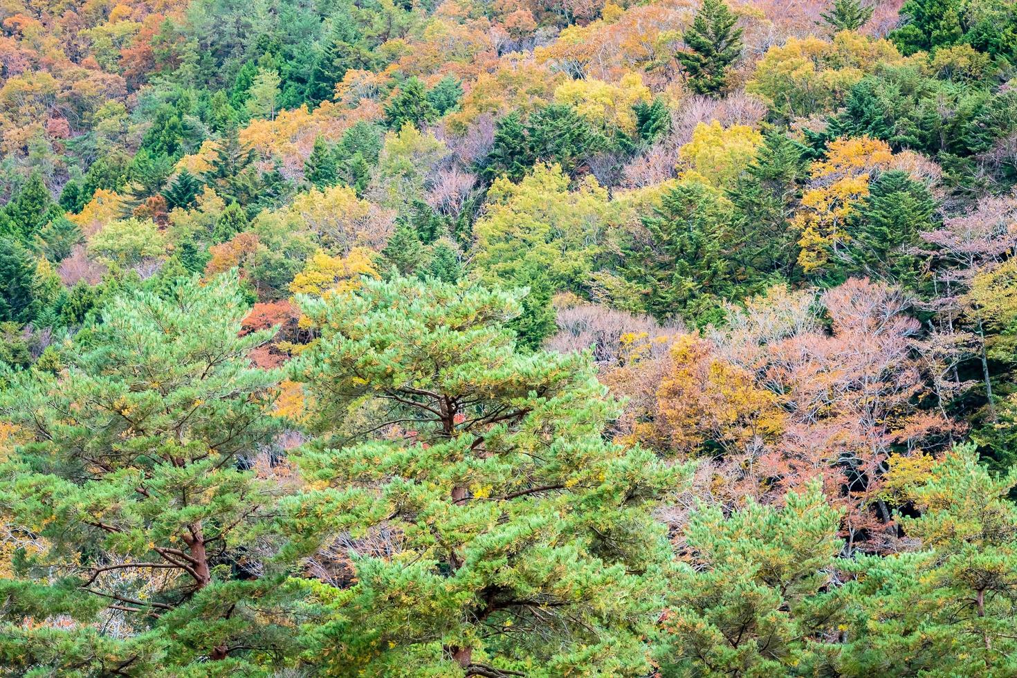 Colorful forest on the mountain photo