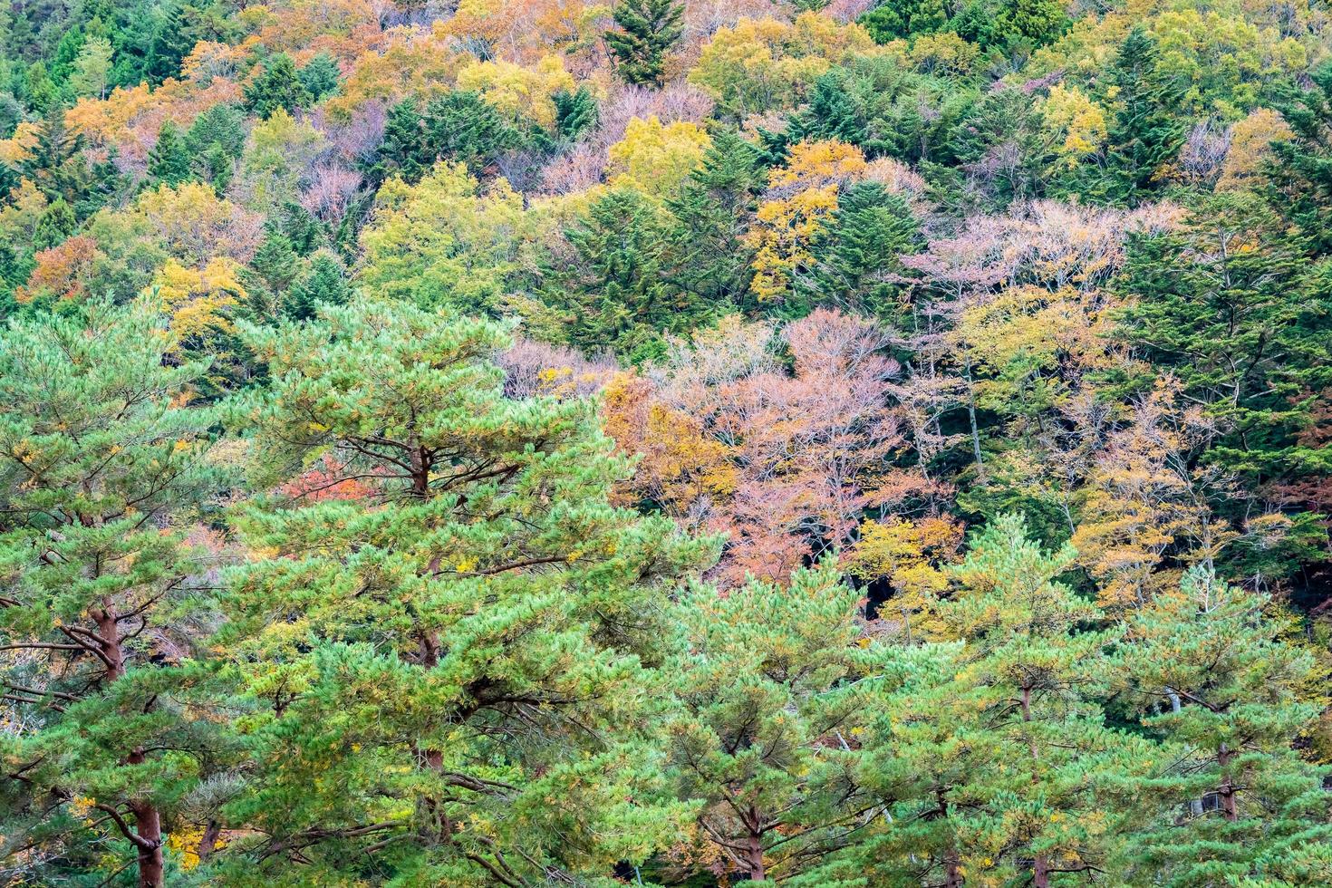 bosque colorido en la montaña foto