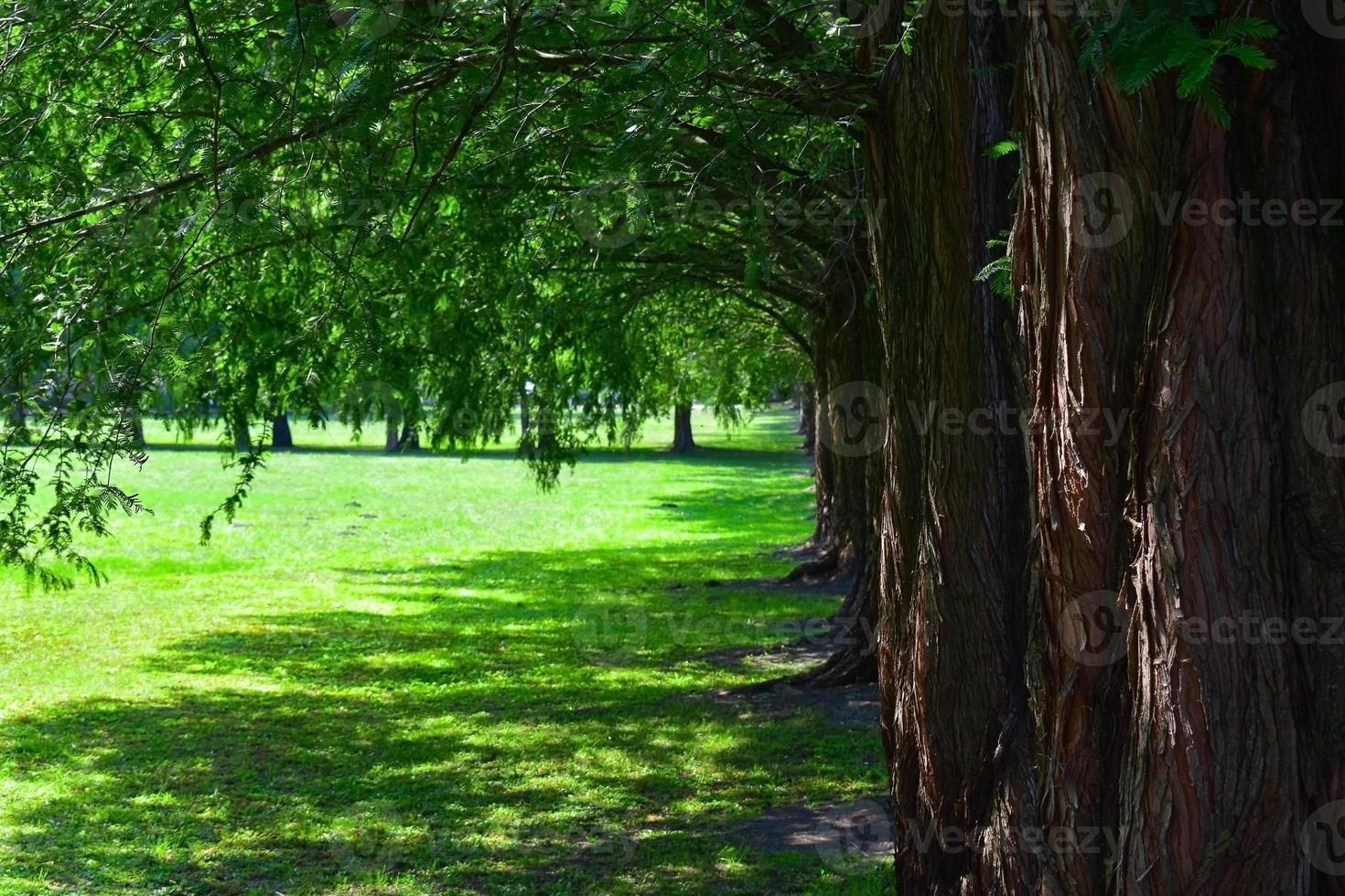 Row of larch trees photo