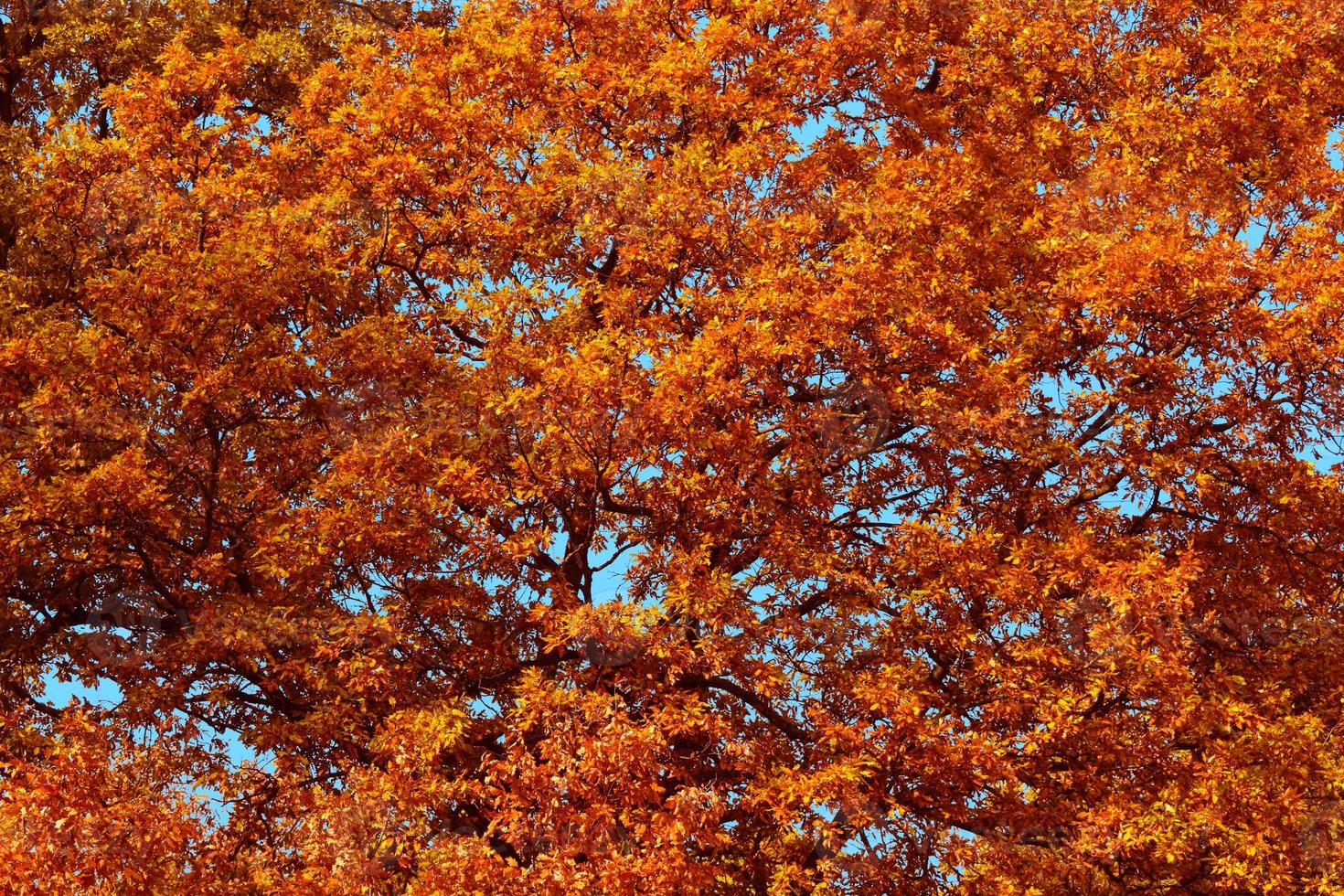El follaje de los árboles de otoño contra un cielo azul foto