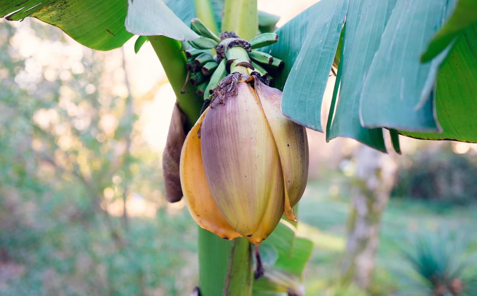 Banana flower with blurred background in daylight photo