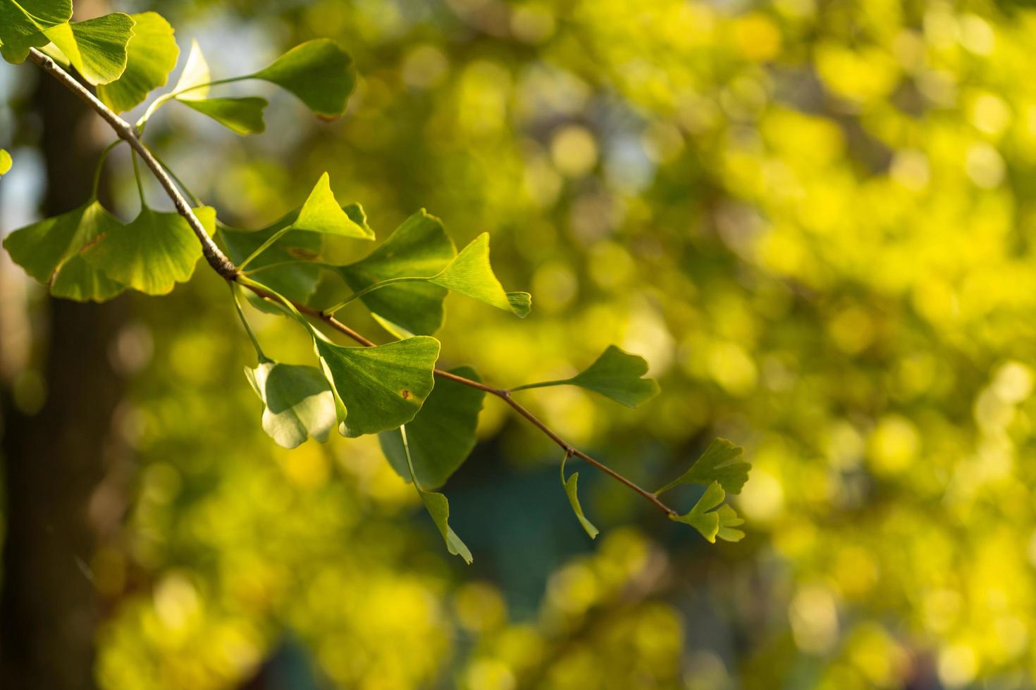 Hojas y ramas de ginko retroiluminado con un fondo borroso foto