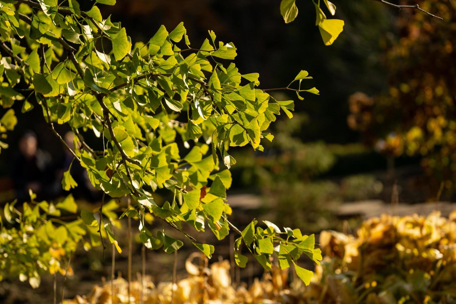 Hojas y ramas de ginko retroiluminado con un fondo borroso foto