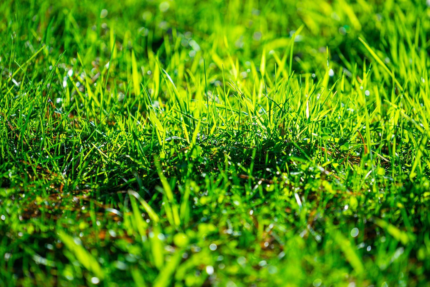 Close-up of a patch of backlit grass photo