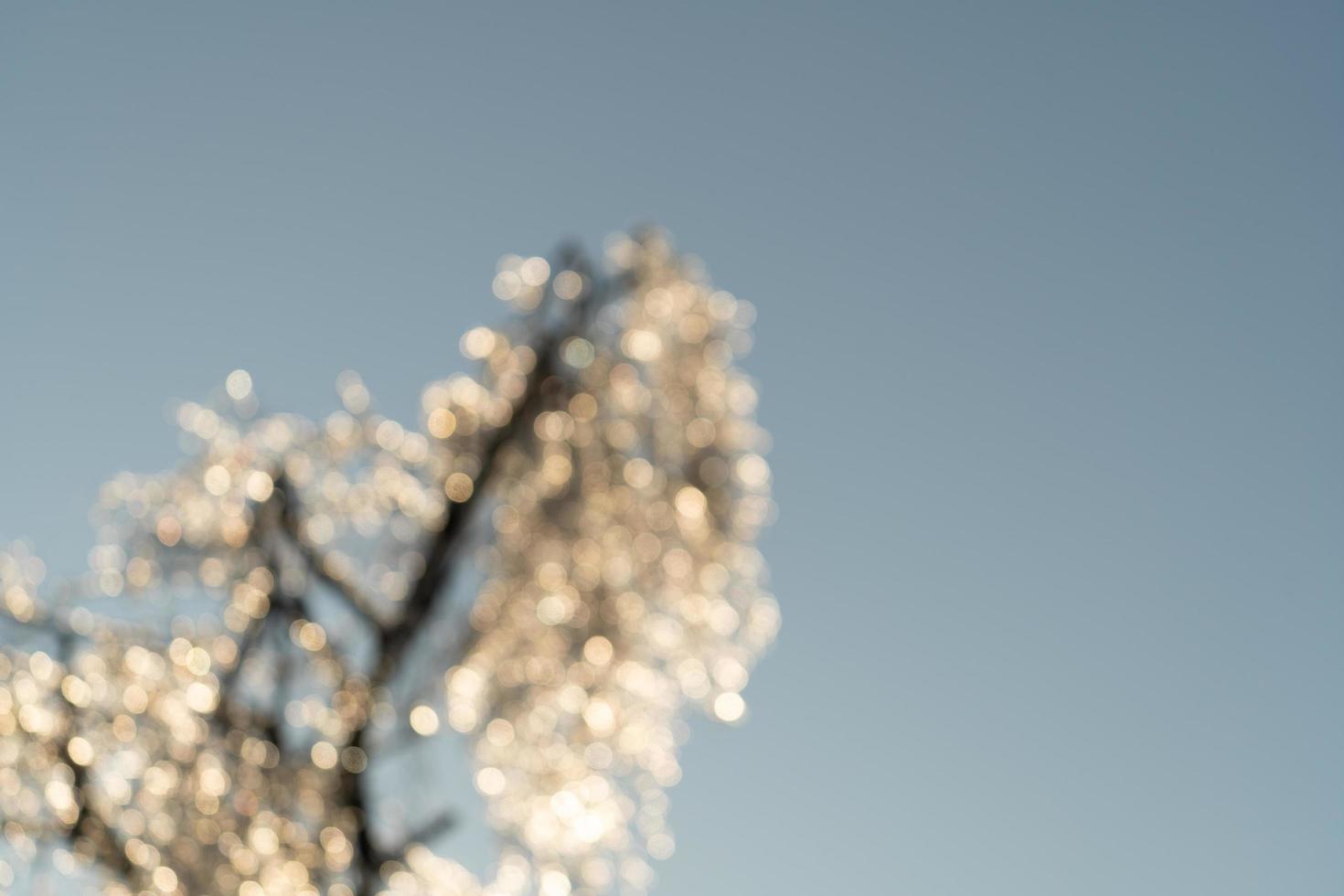 Out of focus image of tree with clear blue sky photo