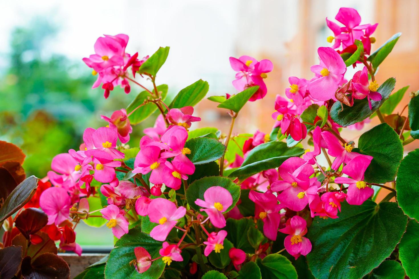 begonia rosa flores en el alféizar de una ventana foto