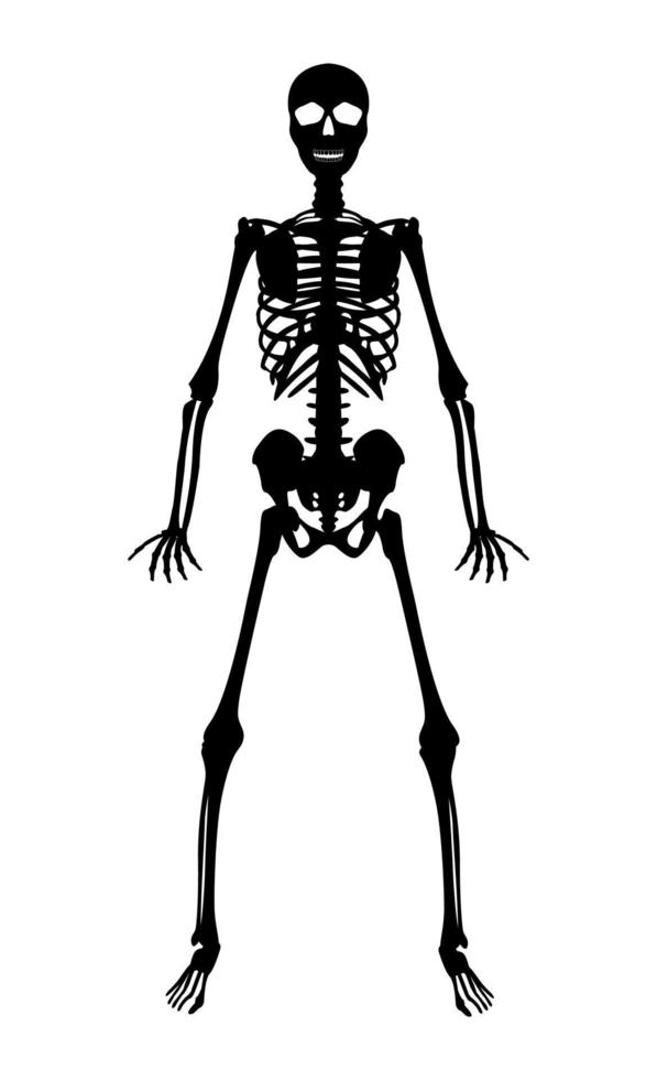 silhouette black human skeleton on white background vector