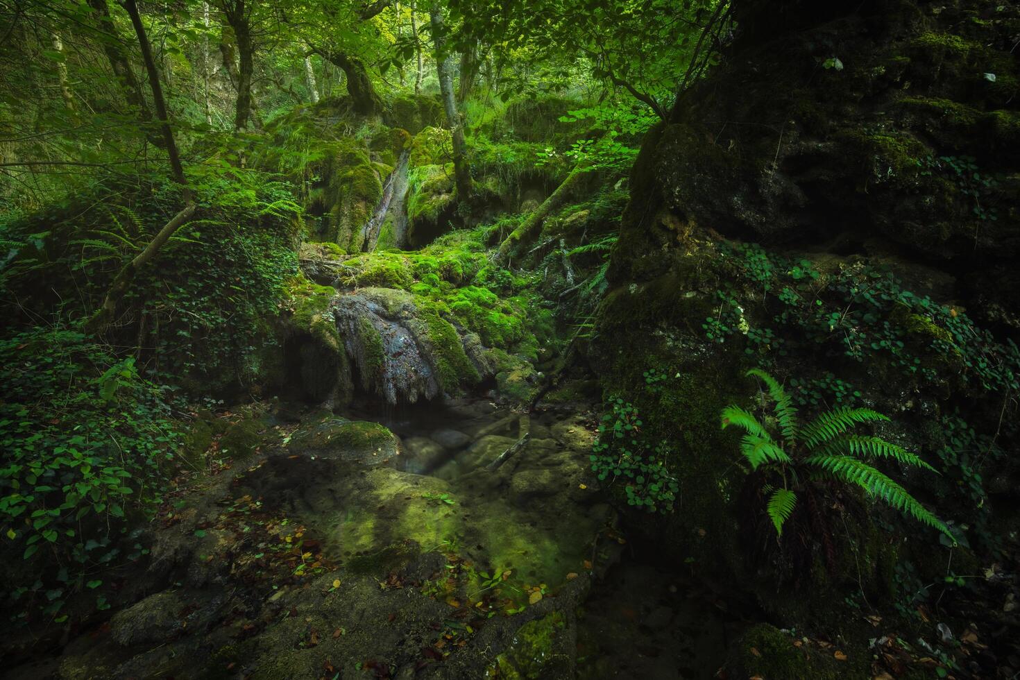 A very lush and humid forest with green vegetation and water photo