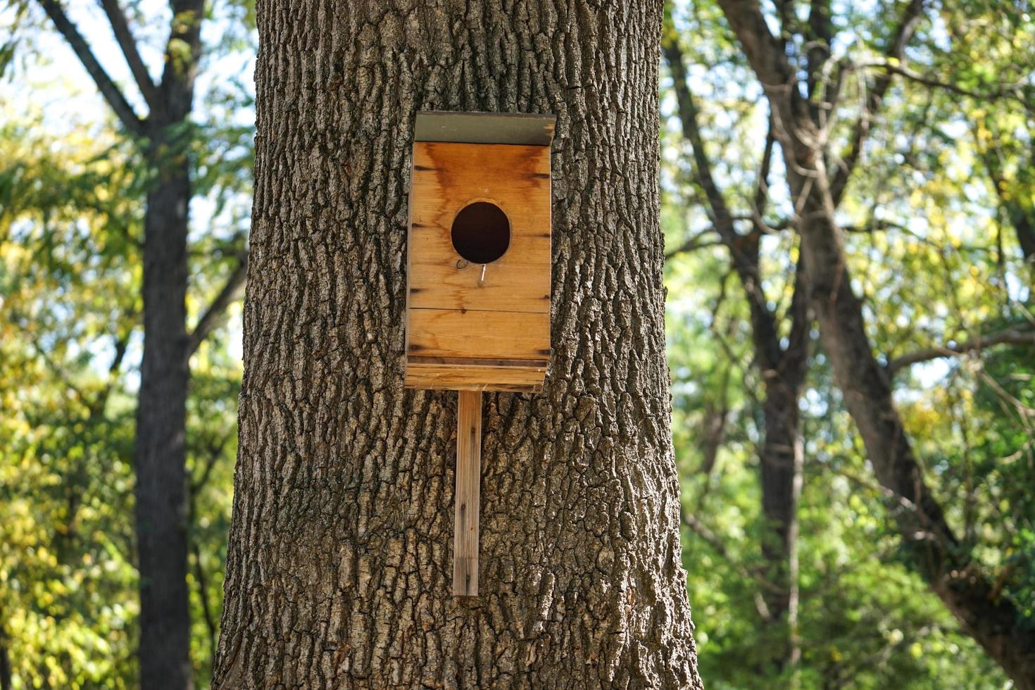 A birdhouse made of plywood on the side of a thick tree trunk in daylight photo