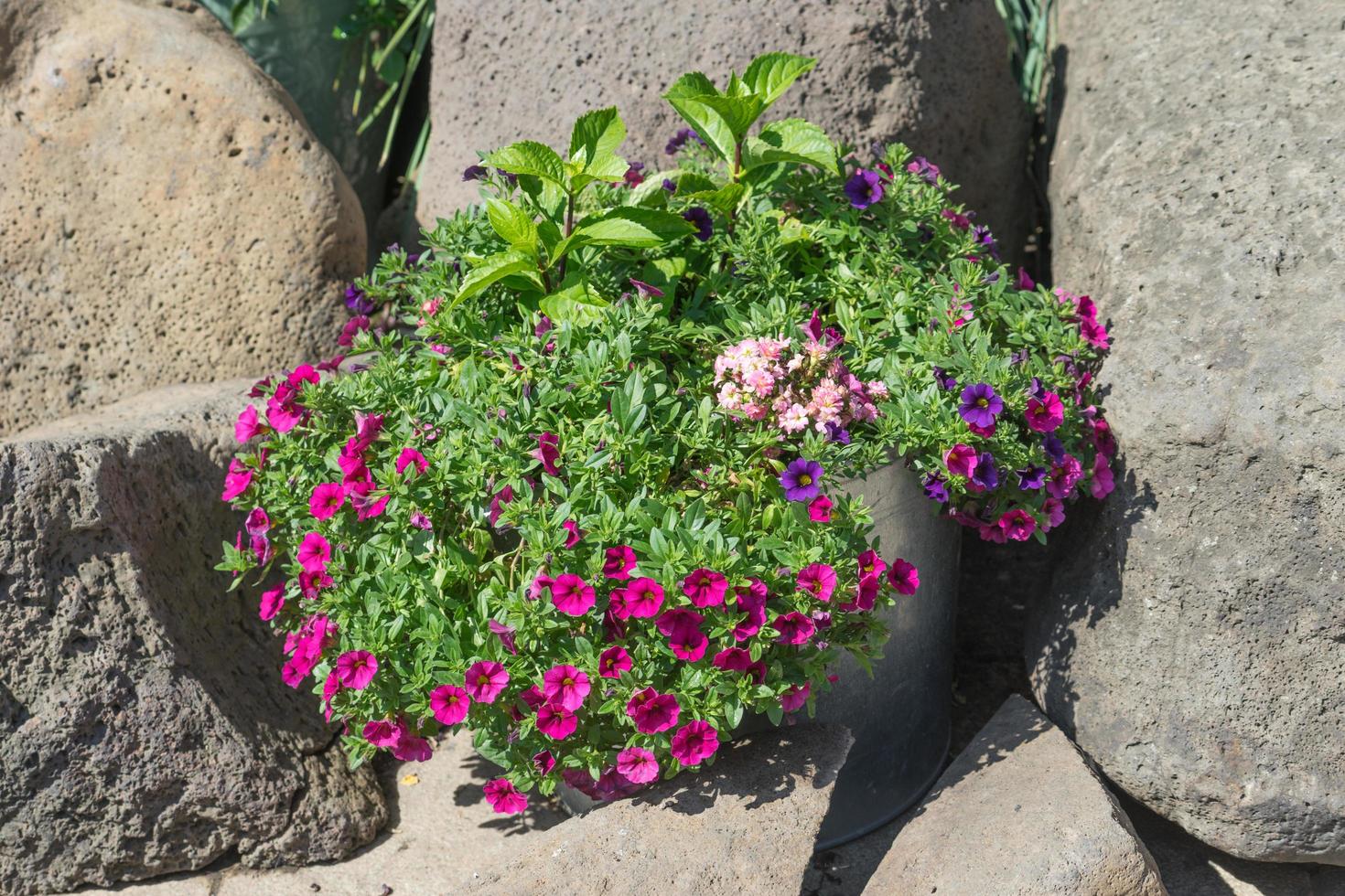 Planta colorida un cubo de aluminio junto a piedras grandes a la luz del día foto