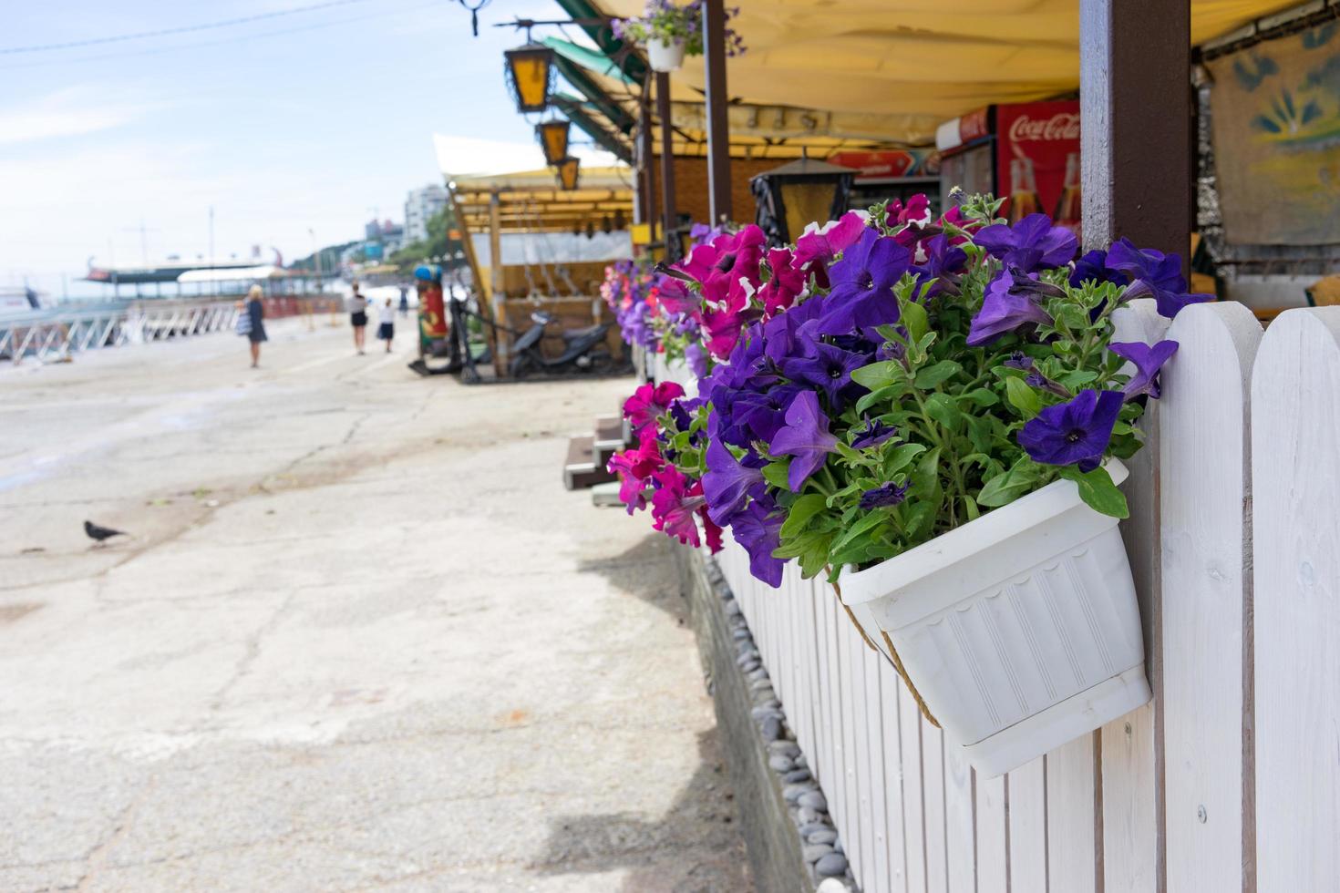 Colorful plants on a wooden fence at a seaside beachfront boardwalk photo