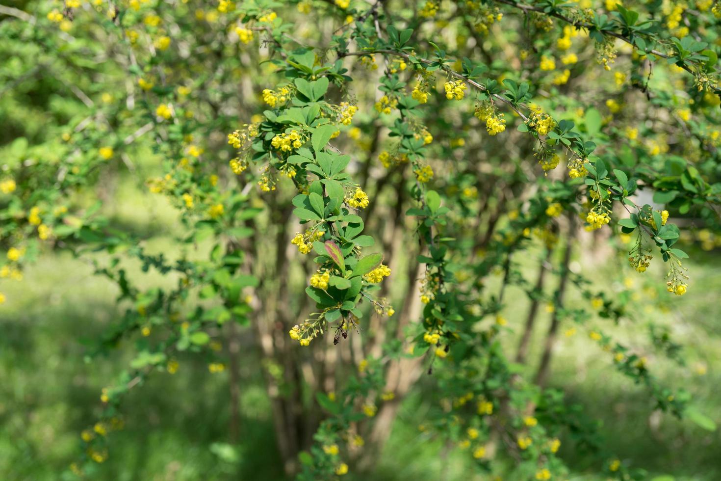 Barberry bush with yellow flowers photo
