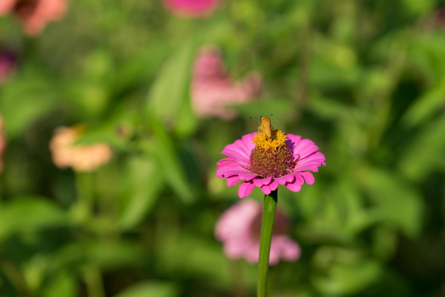 Flor de zinnia con fondo de jardín borroso foto