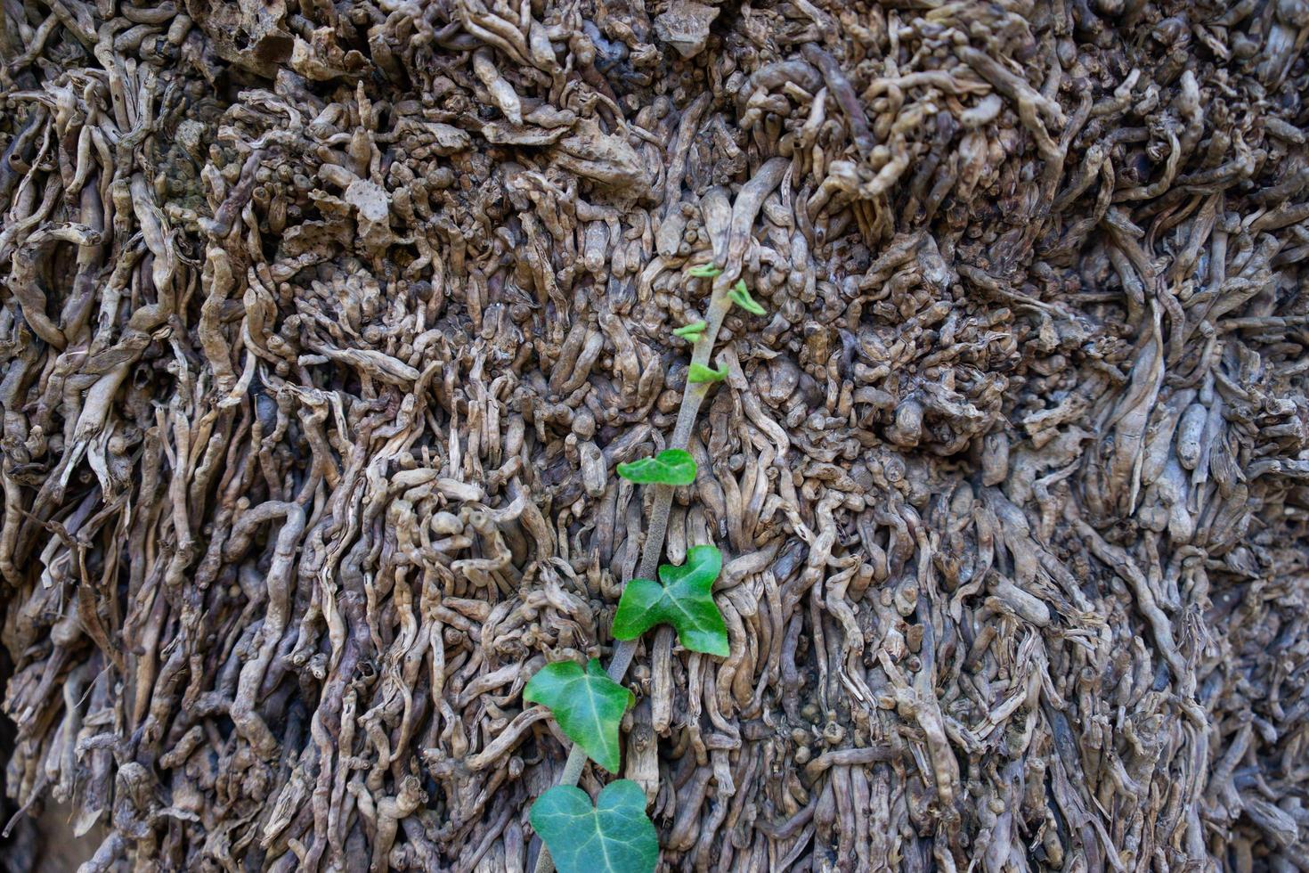 Green ivy among dry branches photo