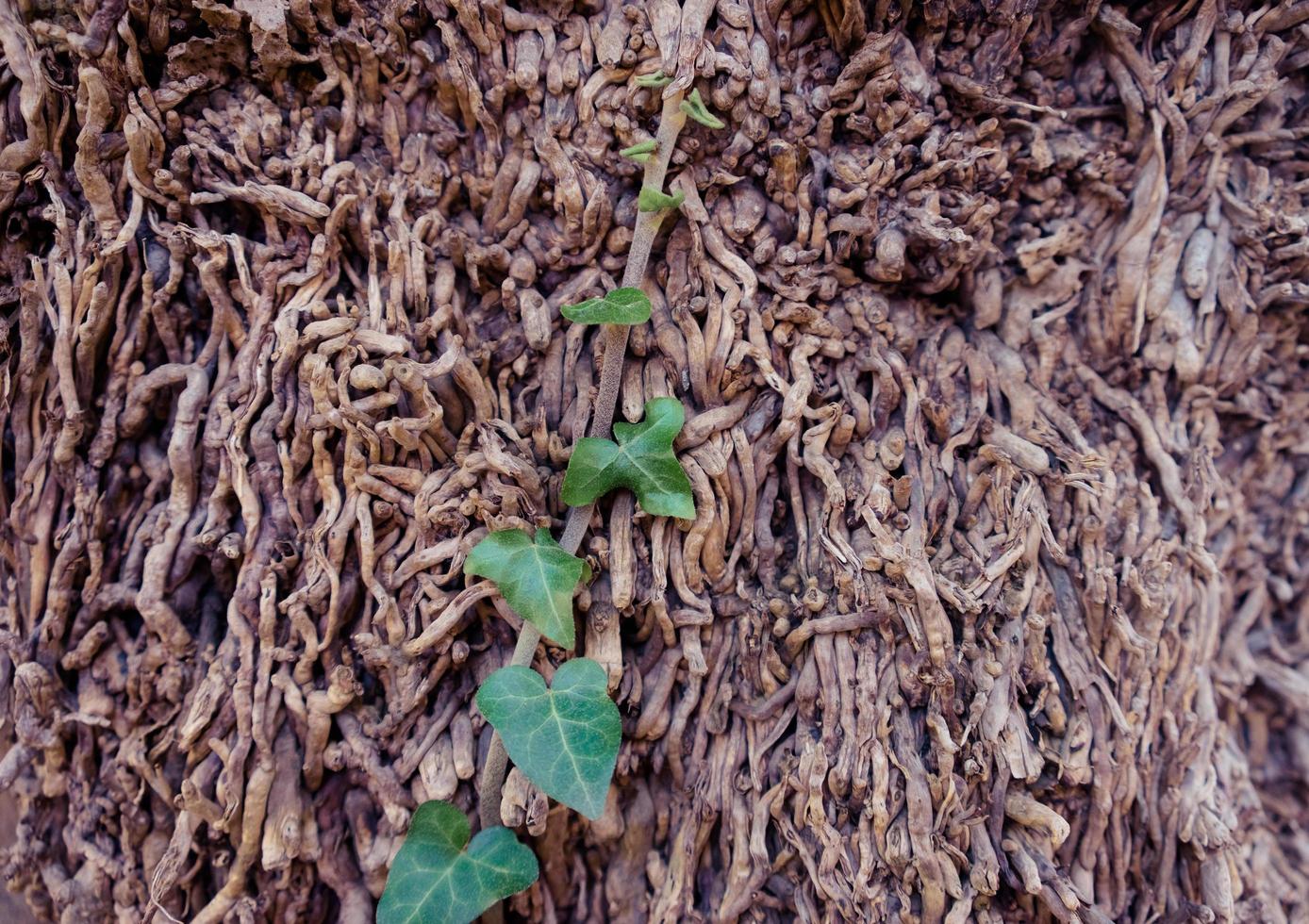 Green ivy among dry branches photo