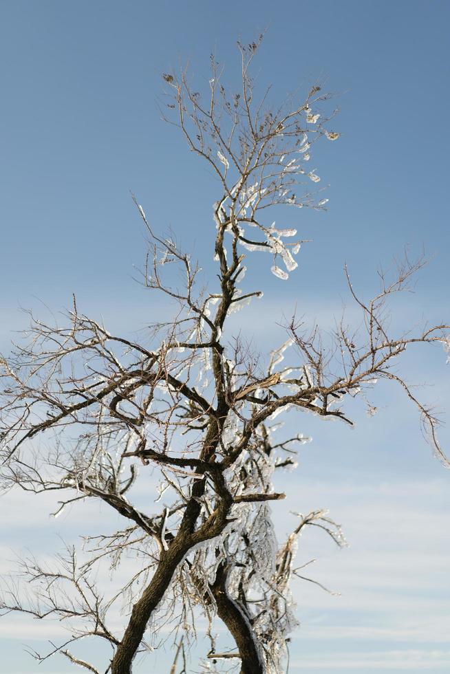 Close-up of icicles on bare tree branches photo