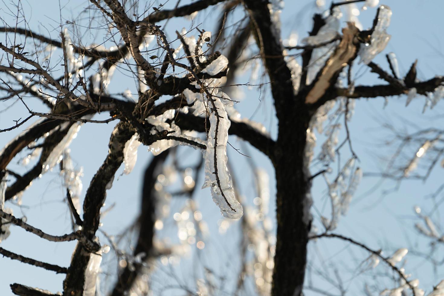 Close-up of icicles on bare tree branches photo
