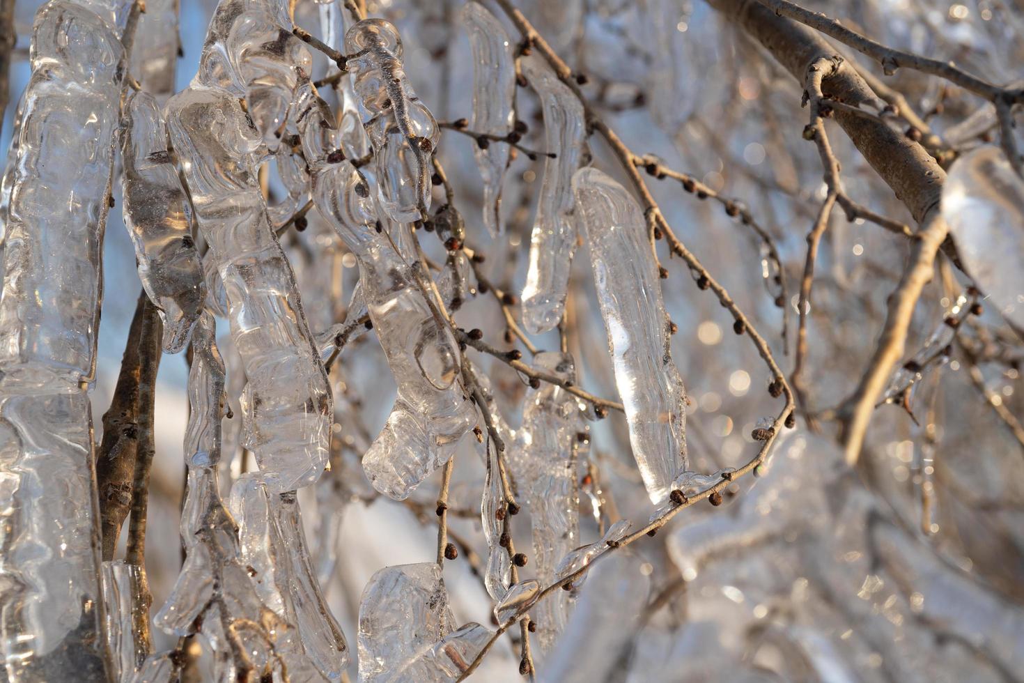 Close-up of icicles on bare tree branches photo