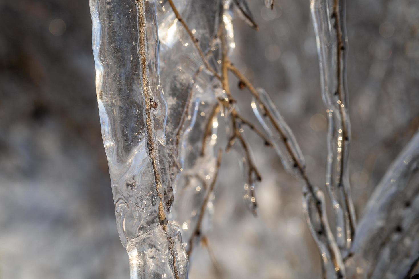 Close-up de carámbanos en las ramas de los árboles desnudos foto