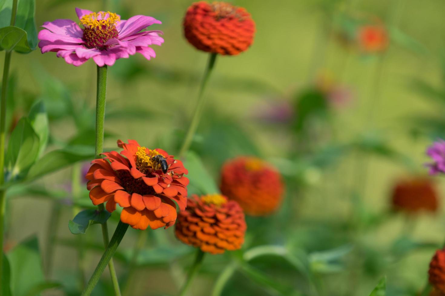 abeja entre coloridas flores de zinnia foto