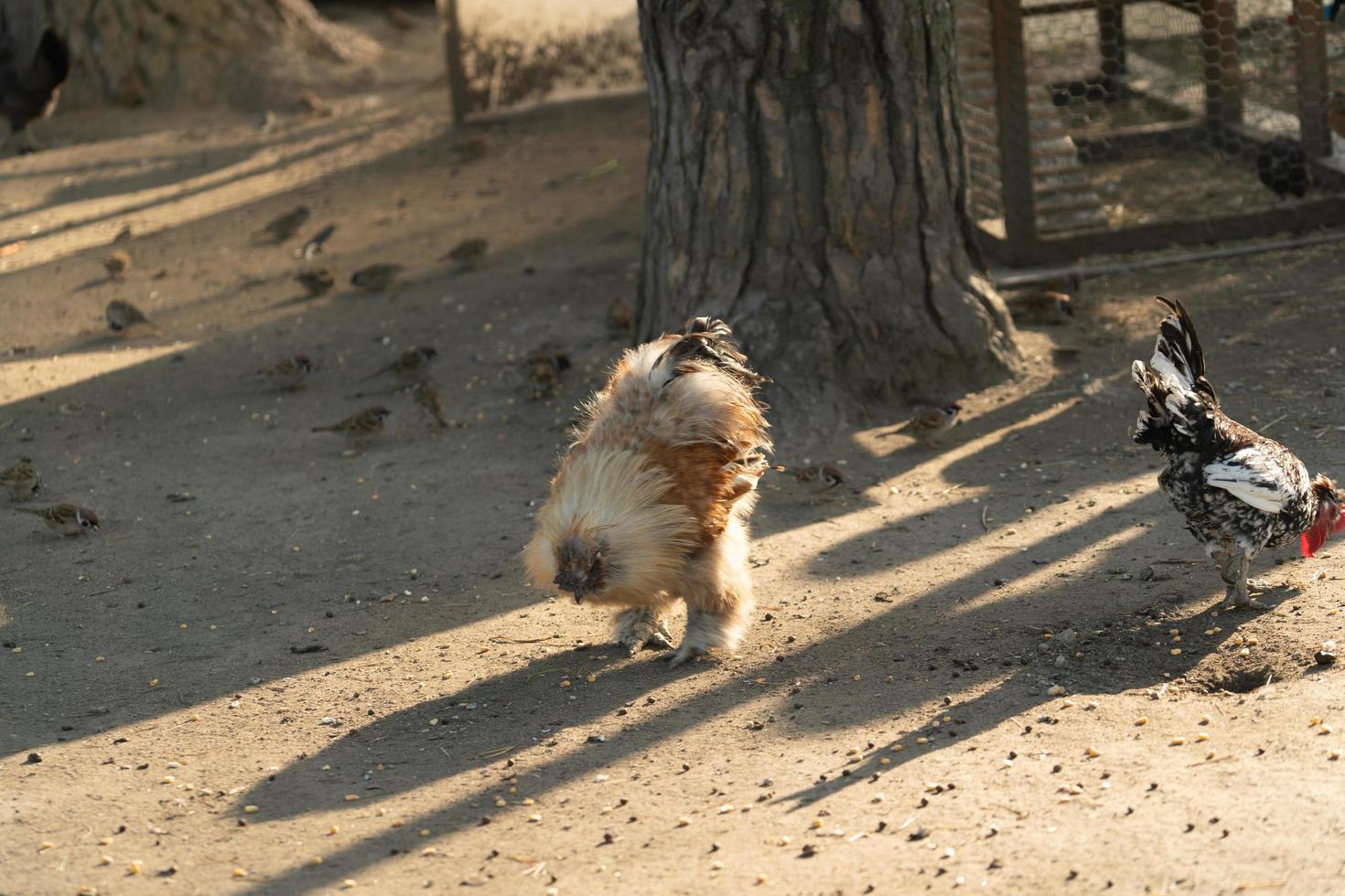 Backlit chickens on dirt photo