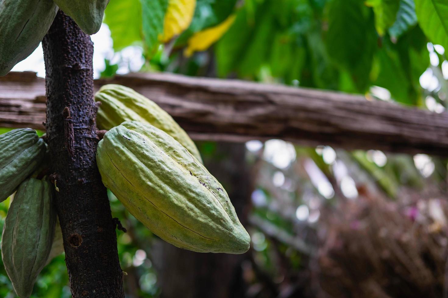 fruta fresca de cacao de los árboles de cacao foto