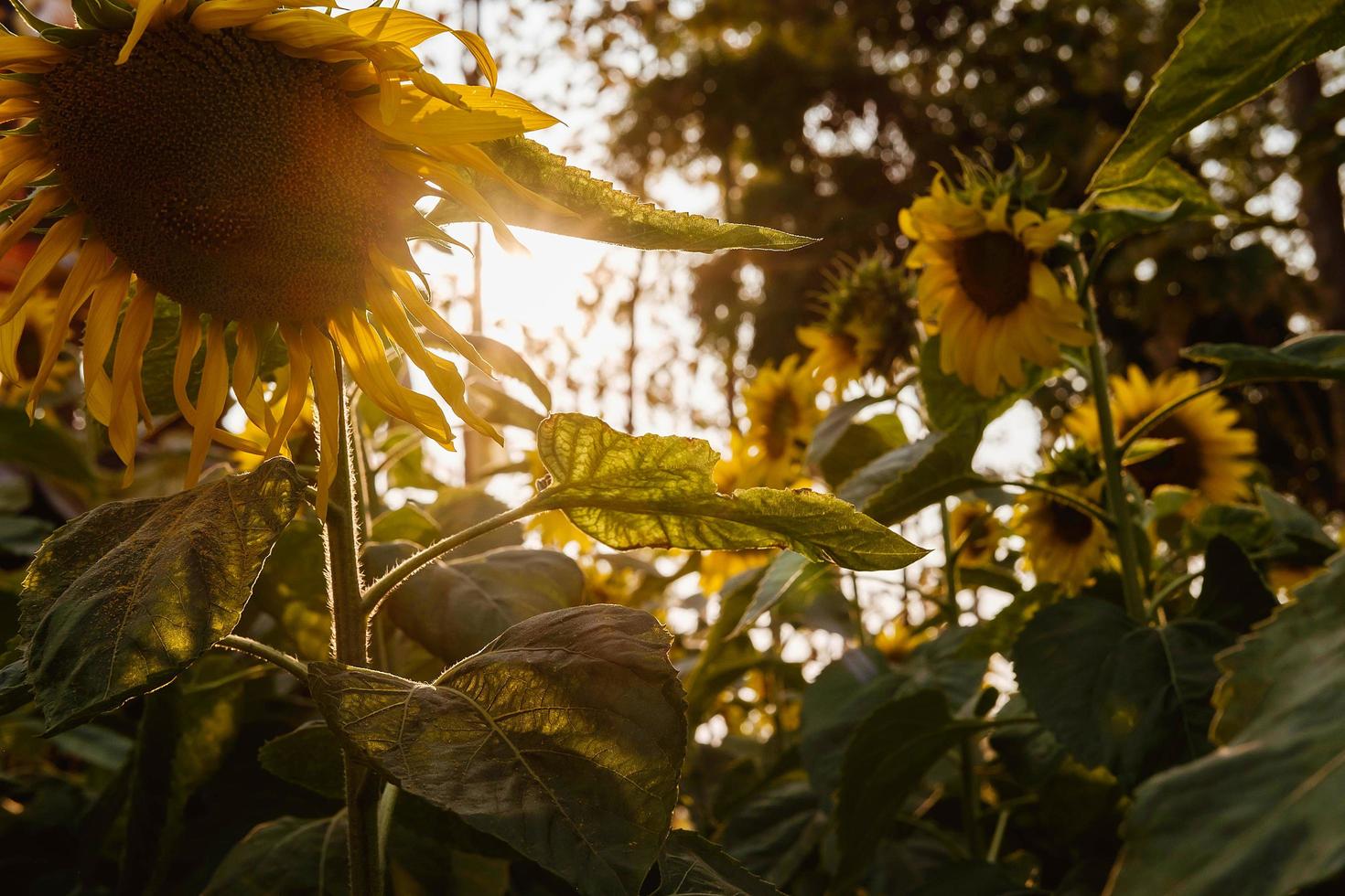 Sunflowers silhouetted in sunlight photo