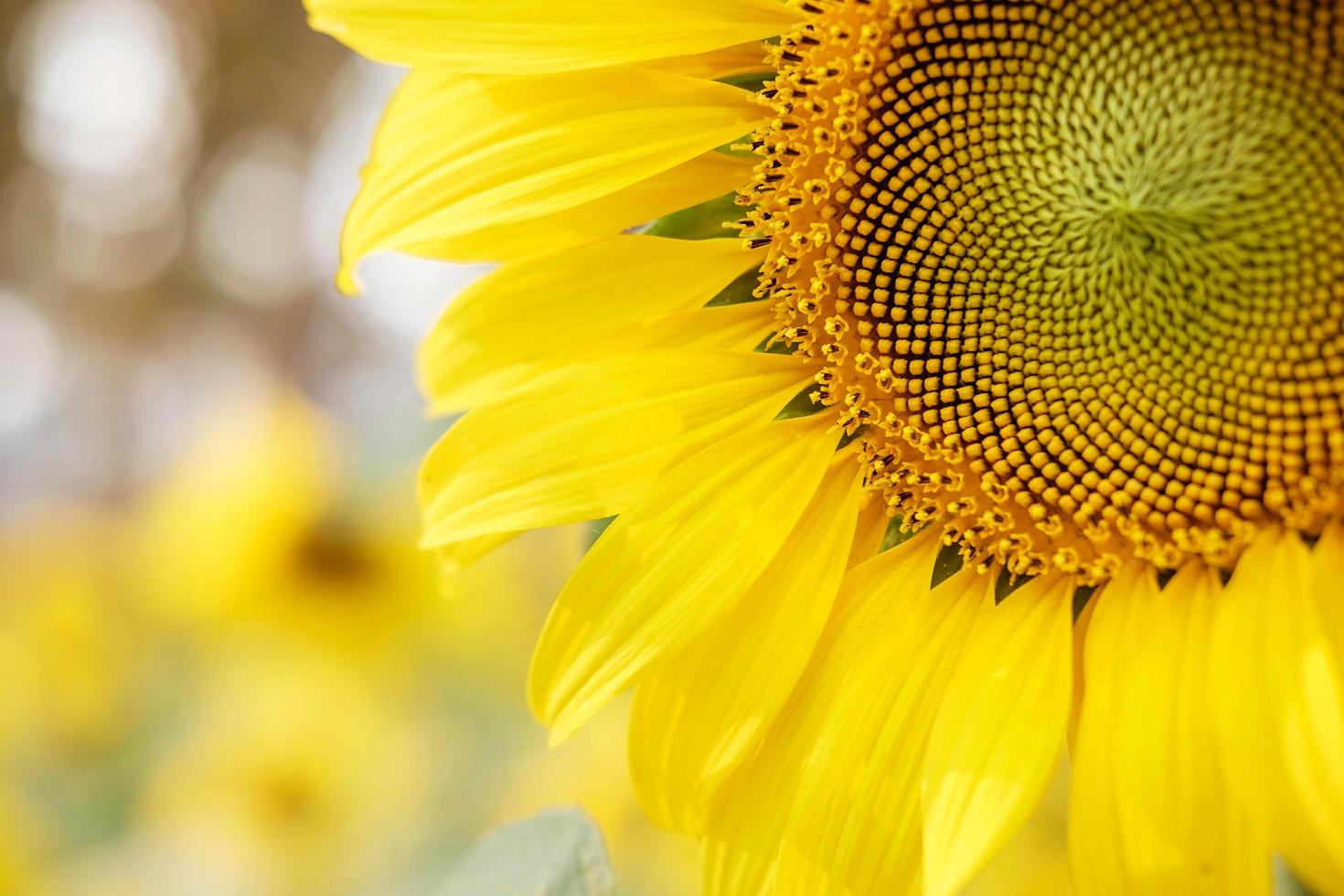 girasol con fondo bokeh foto