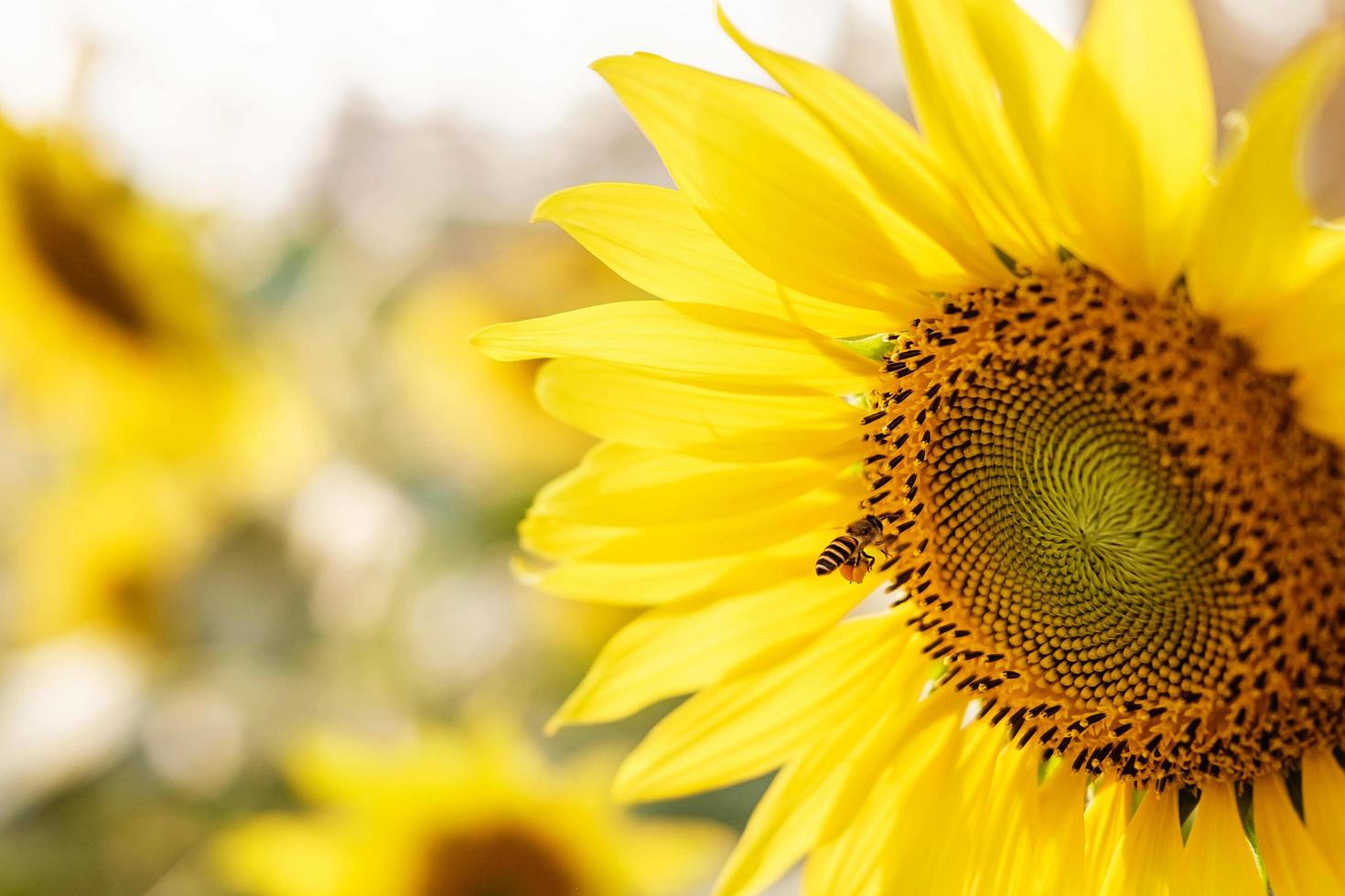 Bright yellow sunflower petals photo