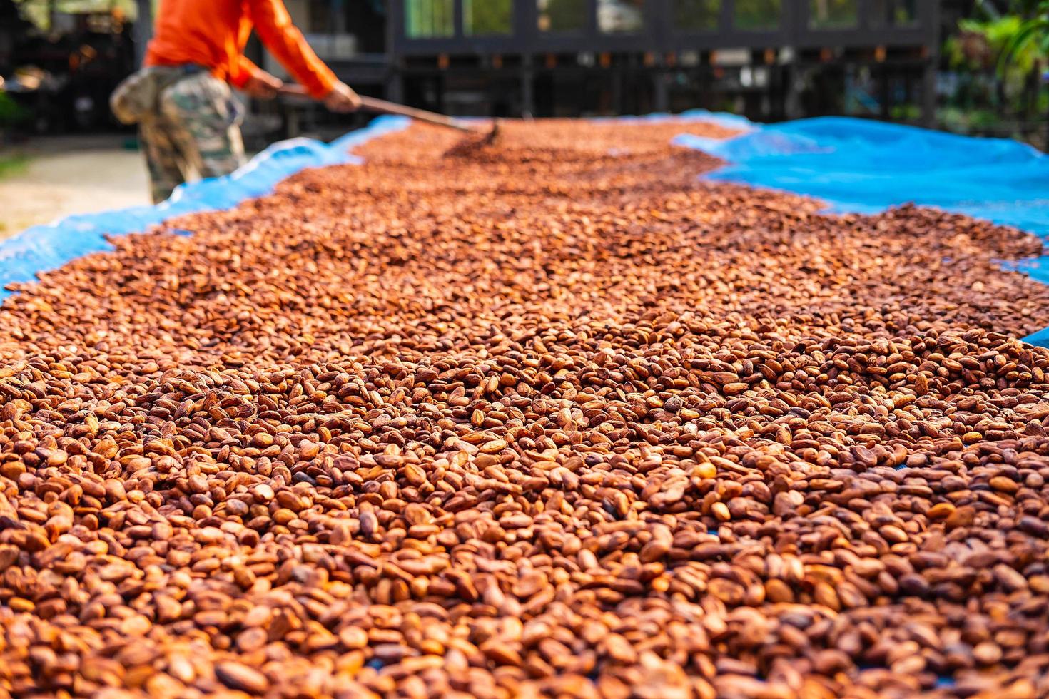 Organic cocoa beans drying photo