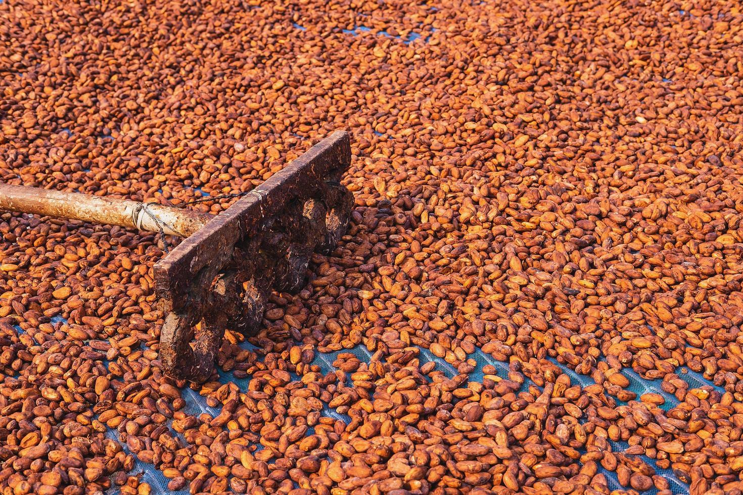 rastrillar con granos de cacao foto