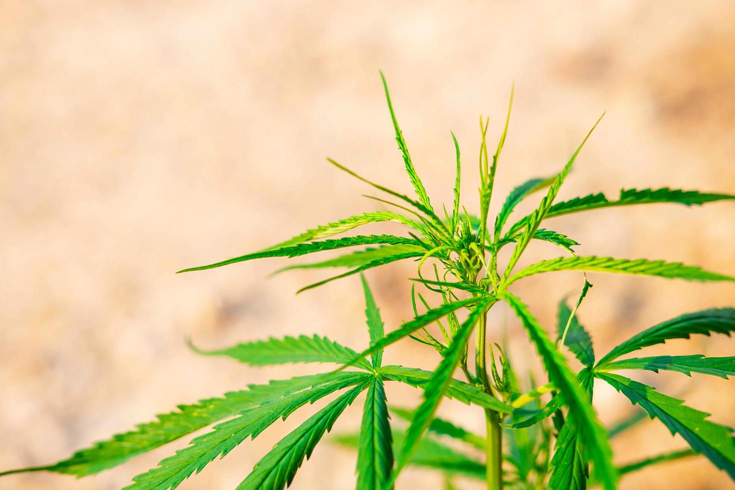 Hemp leaves on a brown background photo