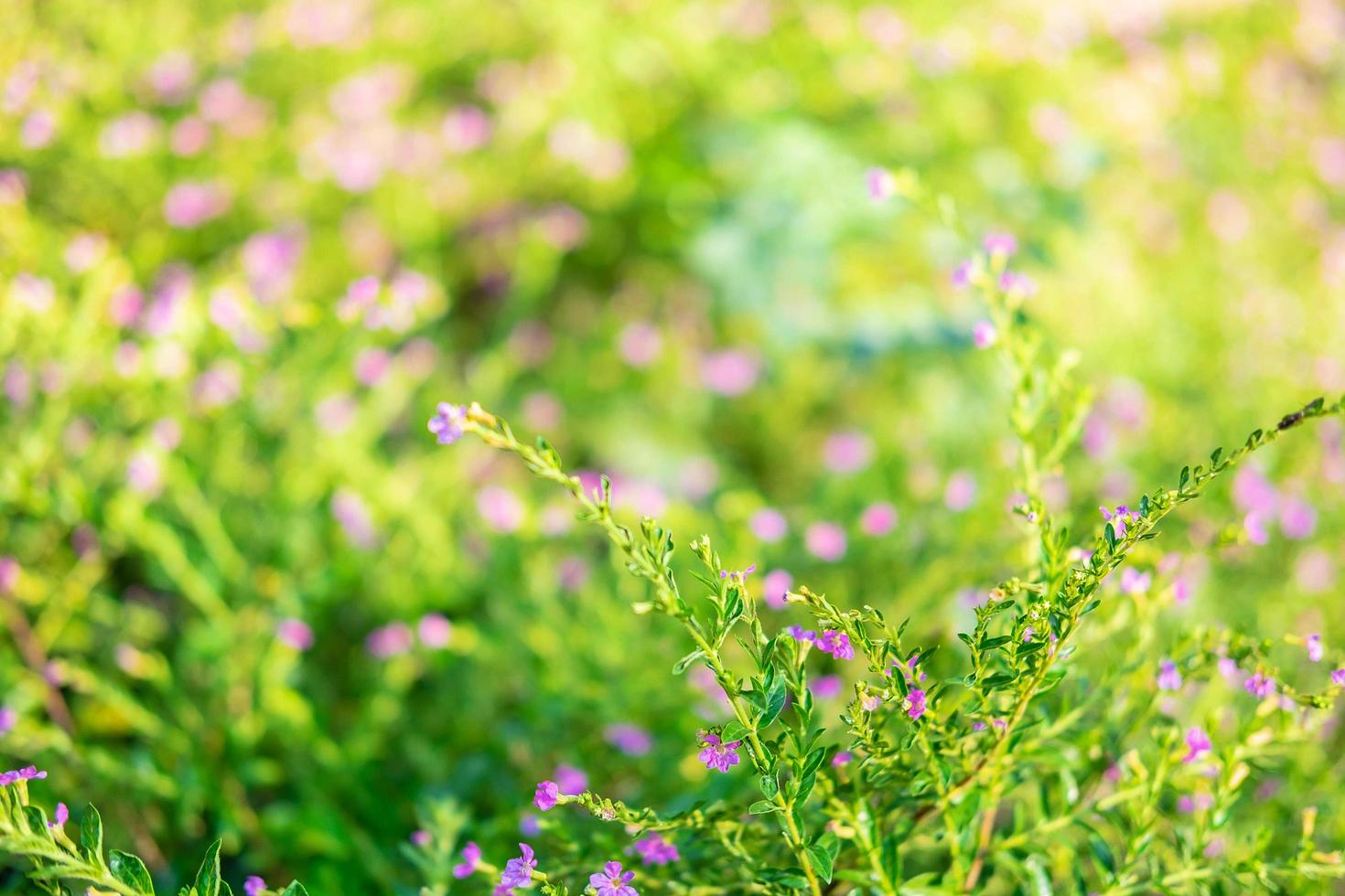 fondo de flor morada foto