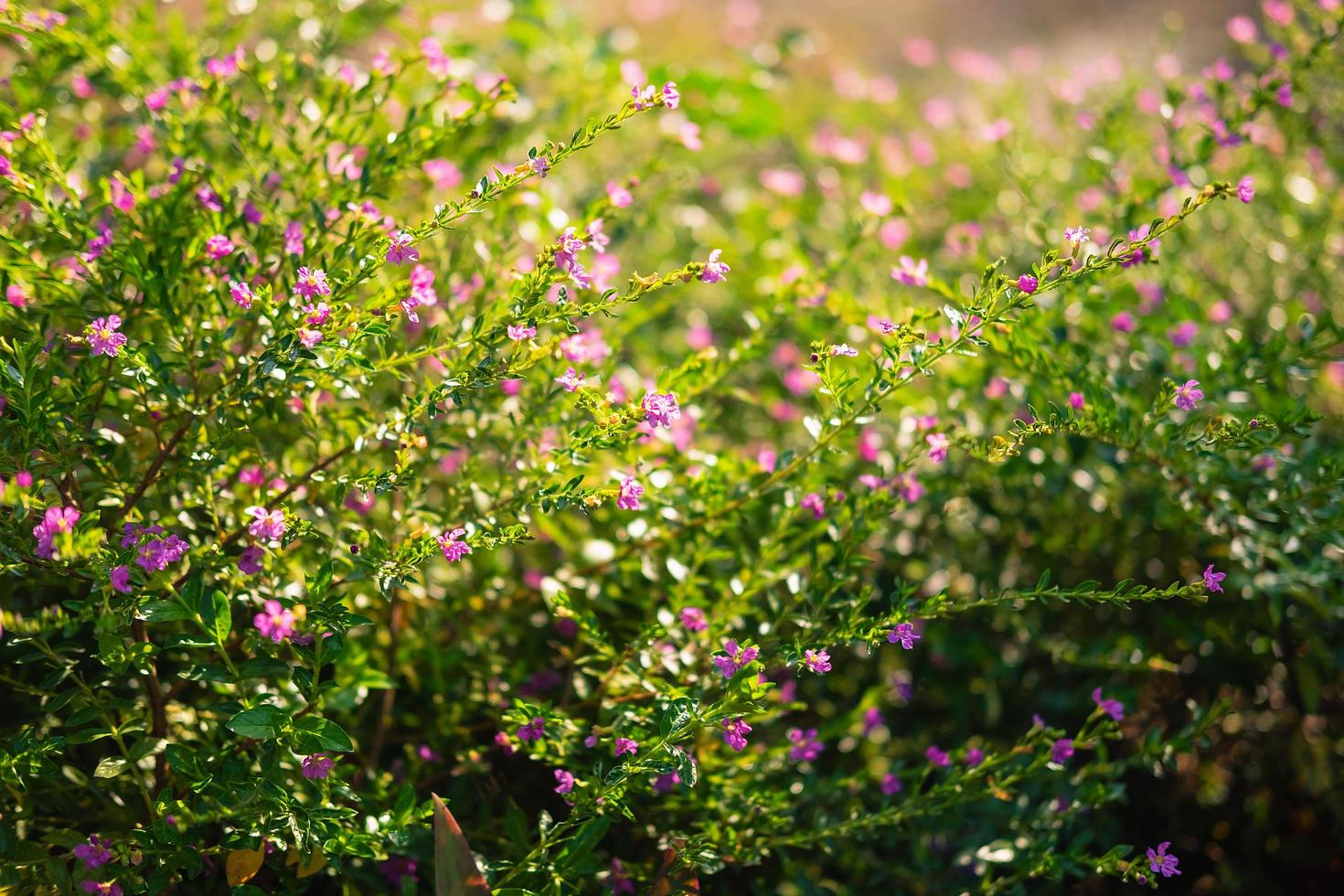 False heather flowers photo