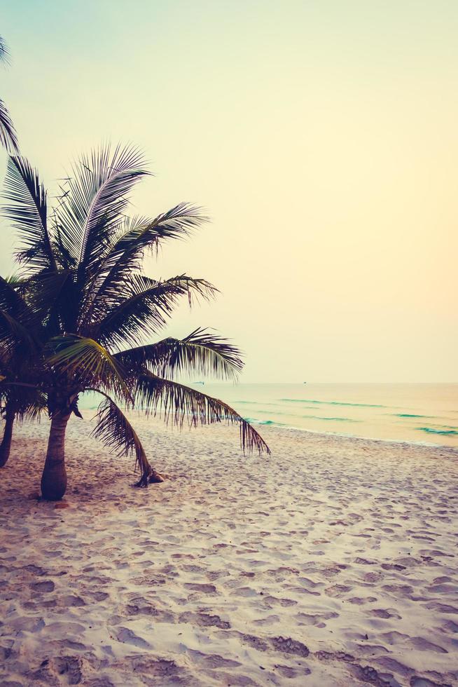 Palm tree on the beach photo