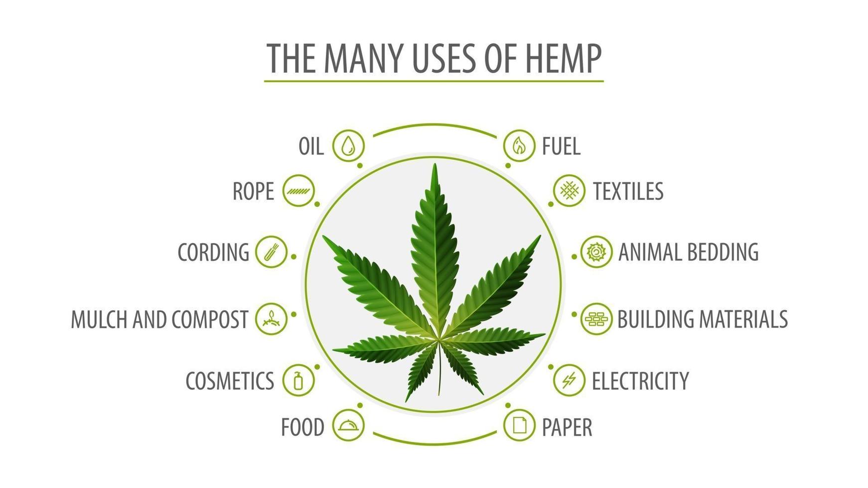 Many uses of hemp, white poster with infographic of uses of hemp and greenbush of hemp plant, top view vector
