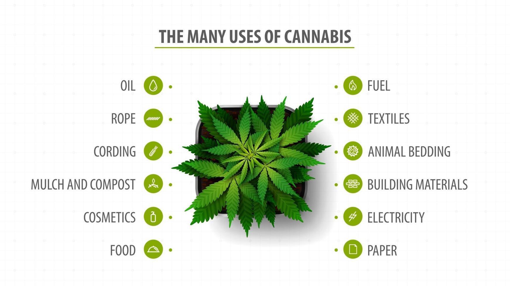 Many uses of cannabis, banner with infographic of uses of cannabis and greenbush of cannabis plant, top view vector