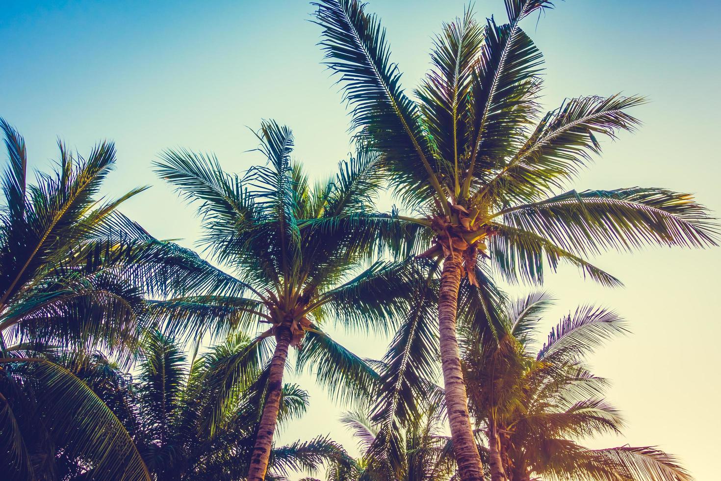 palmeras en el cielo azul foto