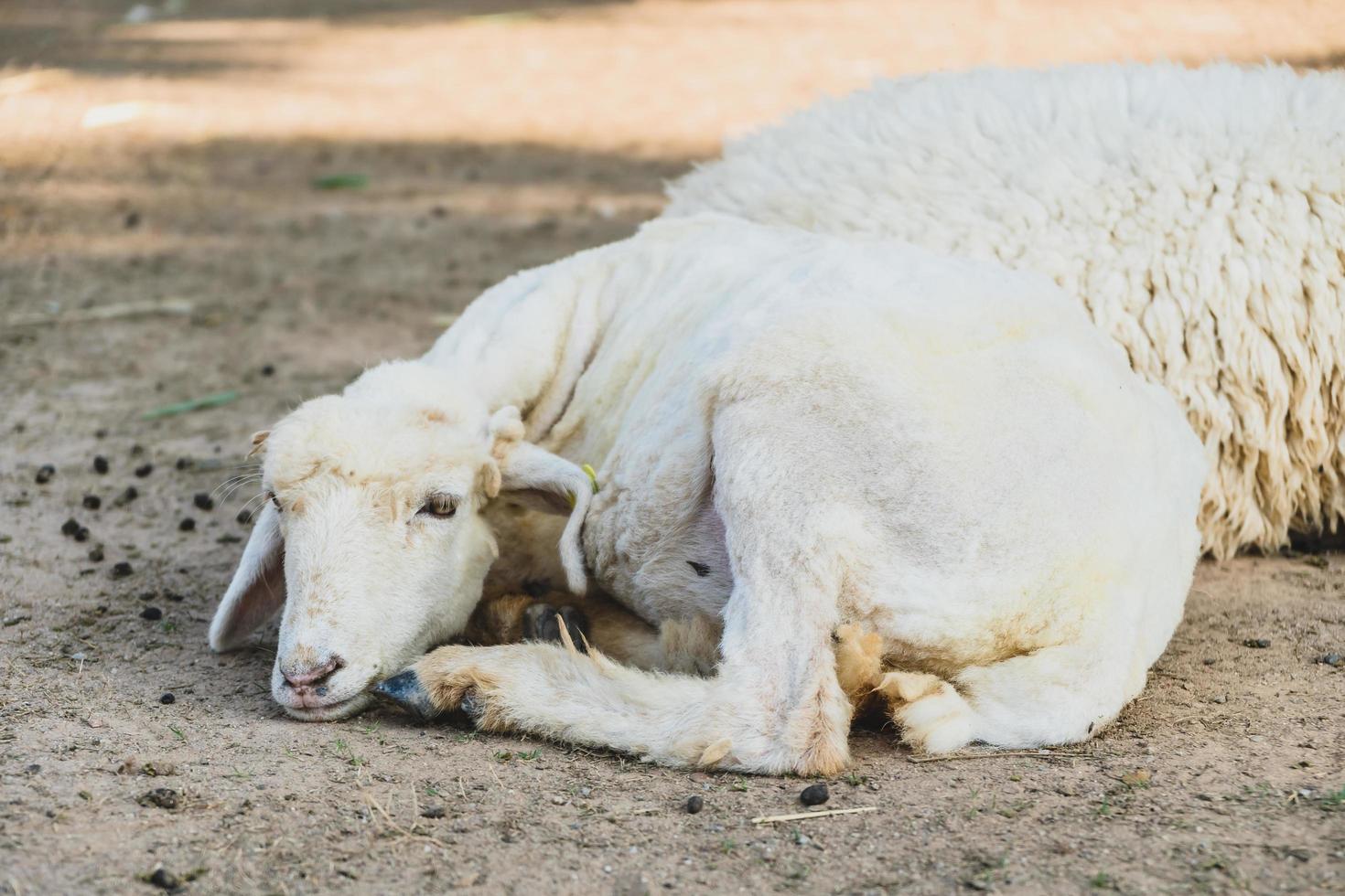 Sheep on green grass photo