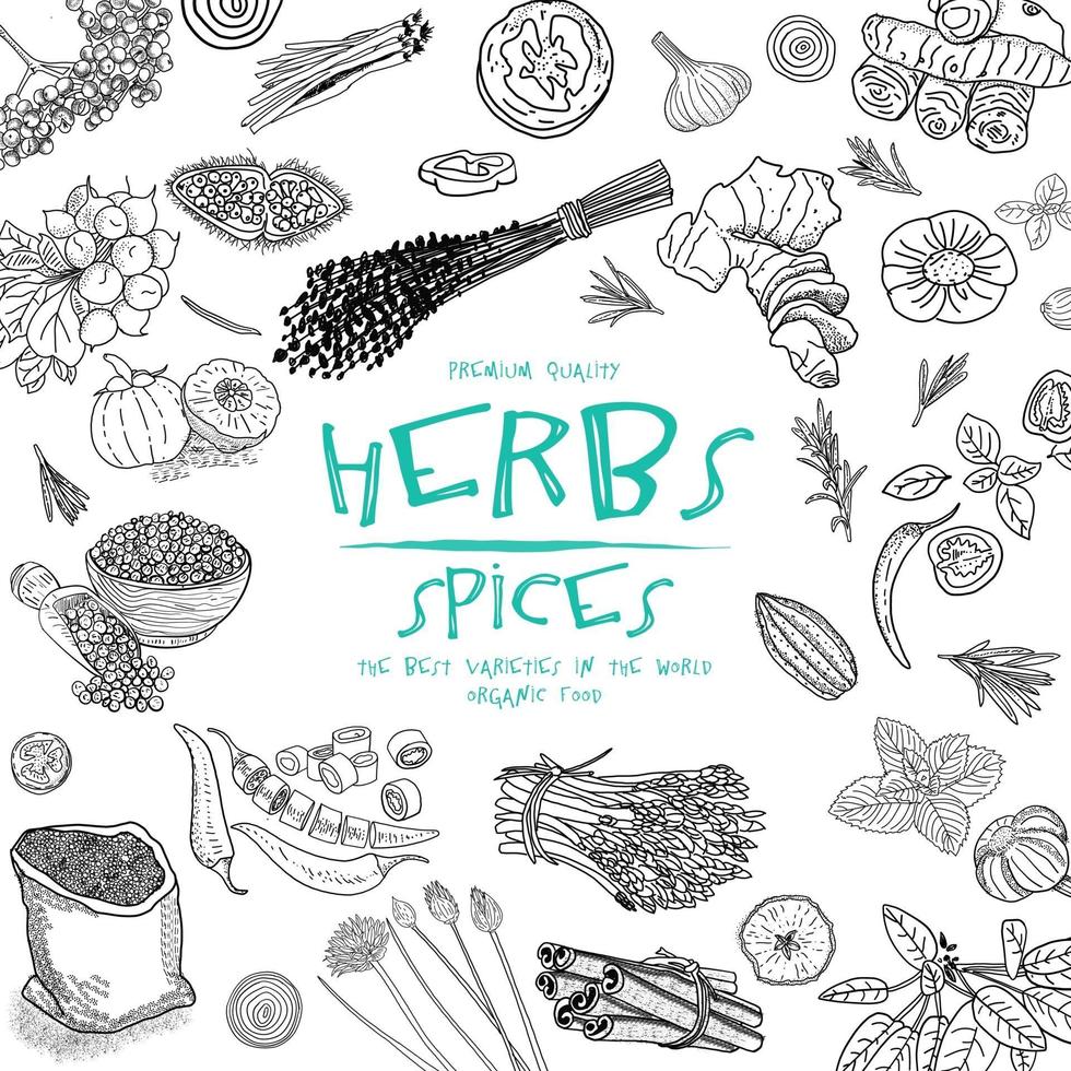 Herbs and Spices. Hand drawn vector illustration set.