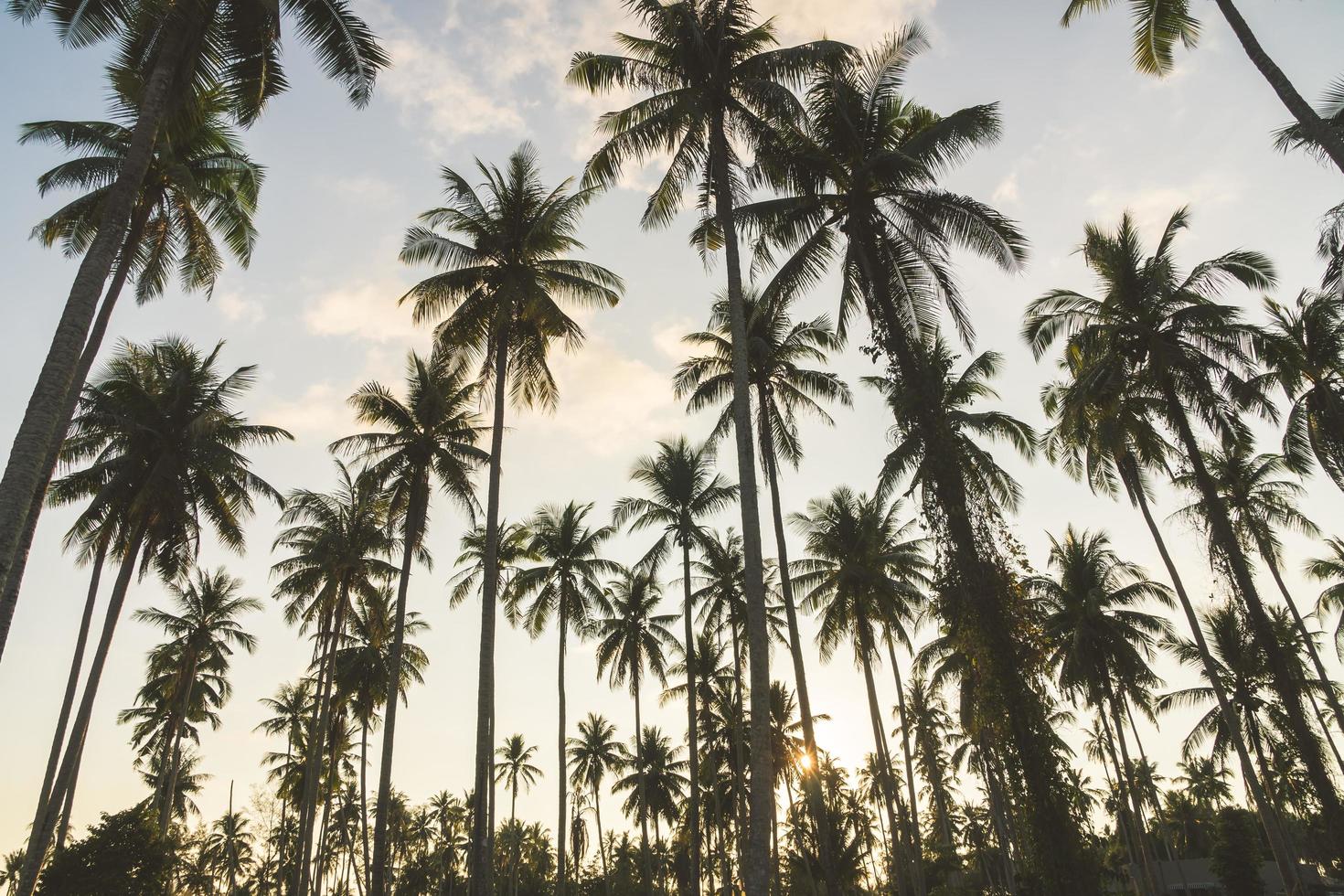 Coconut palm trees photo